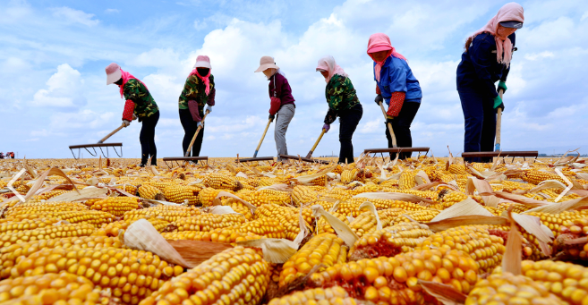 Eastern Golden Grain · Autumn Harvest.png