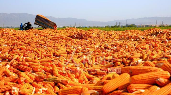 Vast Corn Fields · Silk Road Grain Source.png