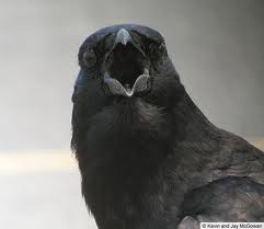 crow.jpeg