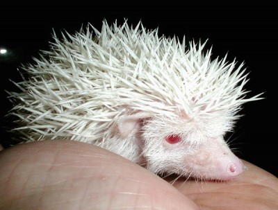 albino-hedgehog.jpg