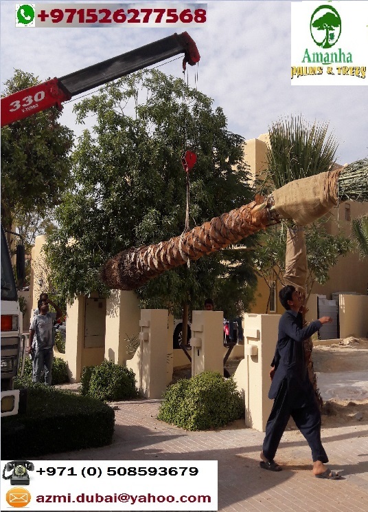 Date palm trees - Phoenix dactylifera / 20160306_153904 - Copy.jpg 20160306_153904 - Copy.jpg