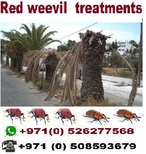 Red weevil treatments / images (26).jpg images (26).jpg