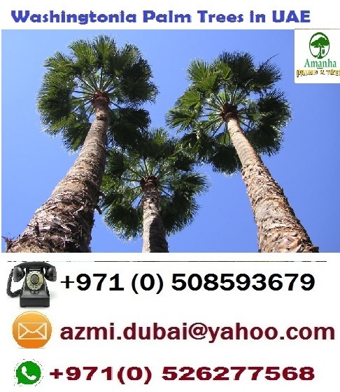 Washingtonia palm tree / wasrobmed+1.jpg wasrobmed+1.jpg
